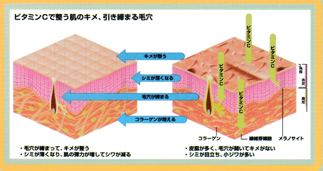 ビタミンによる肌のキメや弾力の変化の解説